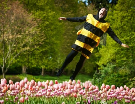 Bees 660