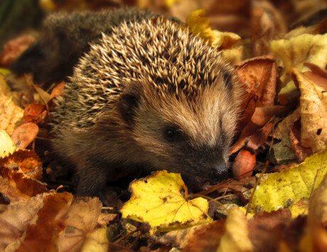 Howie The Hedgehog Seedlings At The Ark Howie The Hedgehog Seedlings At The Ark
