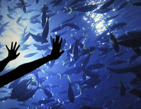 King Of The Sea King Of The Sea