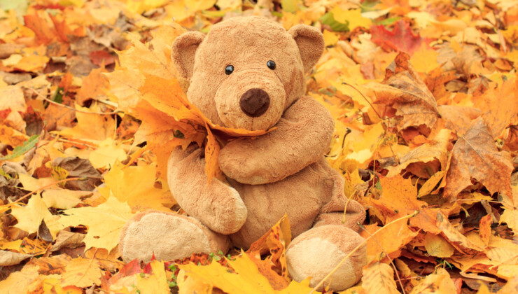 Early Years Workshops: The Adventure of the Curious Bear