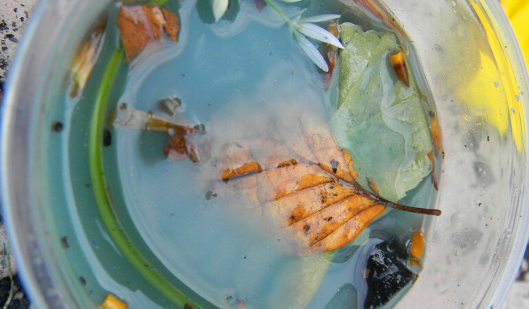 Petal Soup: Online Early Years Workshop