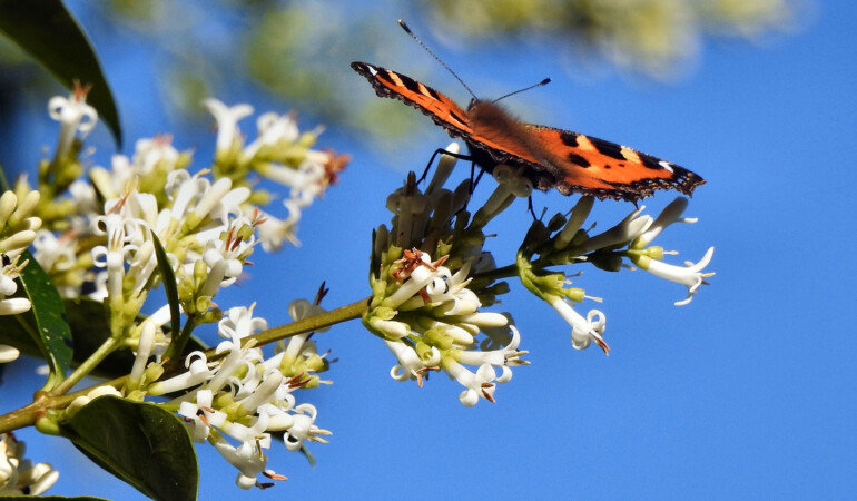 CANCELLED: Seedlings Early Years Workshops: Bloom Boom!