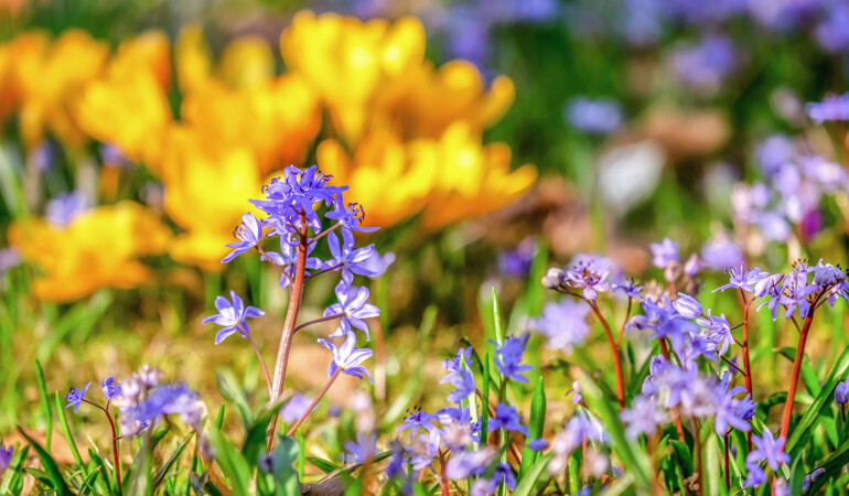 CANCELLED: Seedlings Early Years Workshops: Bloom Boom!