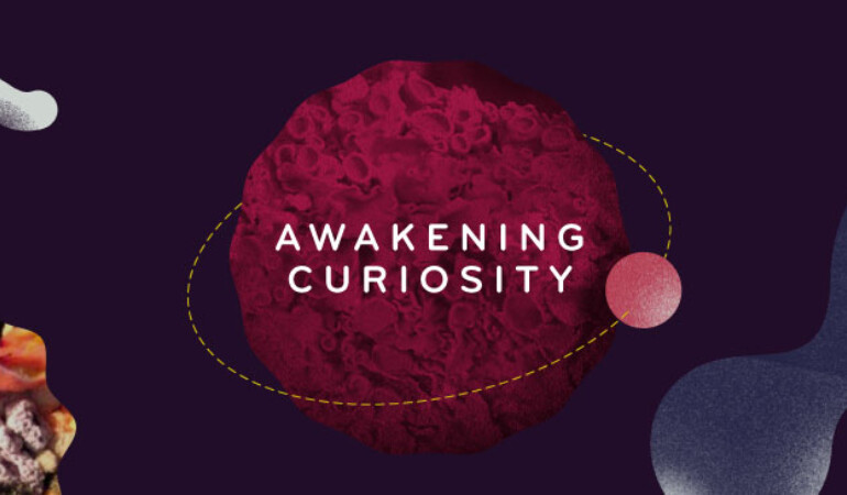 Awakening Curiosity for Schools